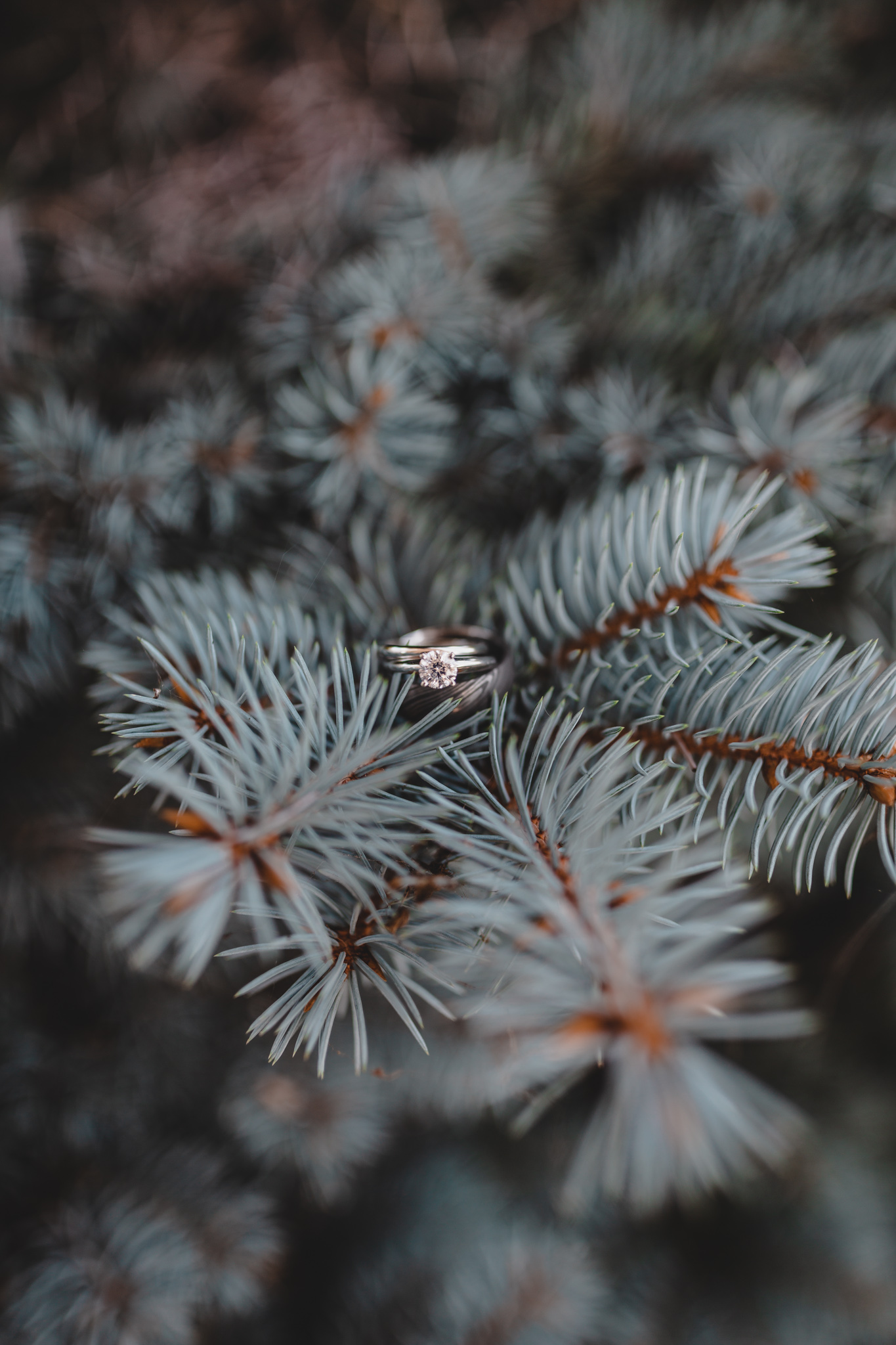 Something Blue Weddings Ring Shot Pine Tree Winter